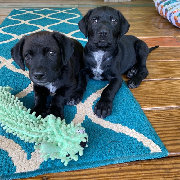 Meet your Posher, Sandy - Picture 6 of 10